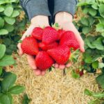 Panier de fraises fraîches des Fraises de Beauraing, cultivées localement et récoltées à la main, offrant une texture juteuse et une saveur sucrée, disponibles en vente directe de mai à juin.