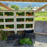 Légumes colorés de Les Raviers de Louise