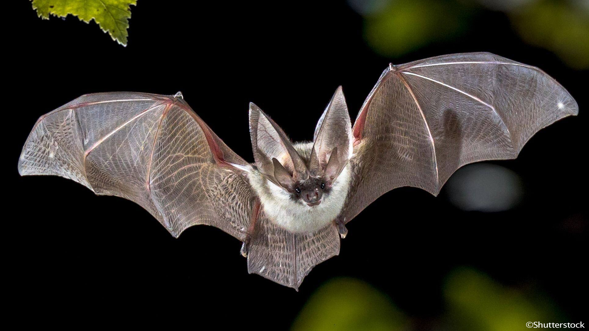 Bats in Beauraing: where to observe them, why protect them, and how to take action (with Natagora)