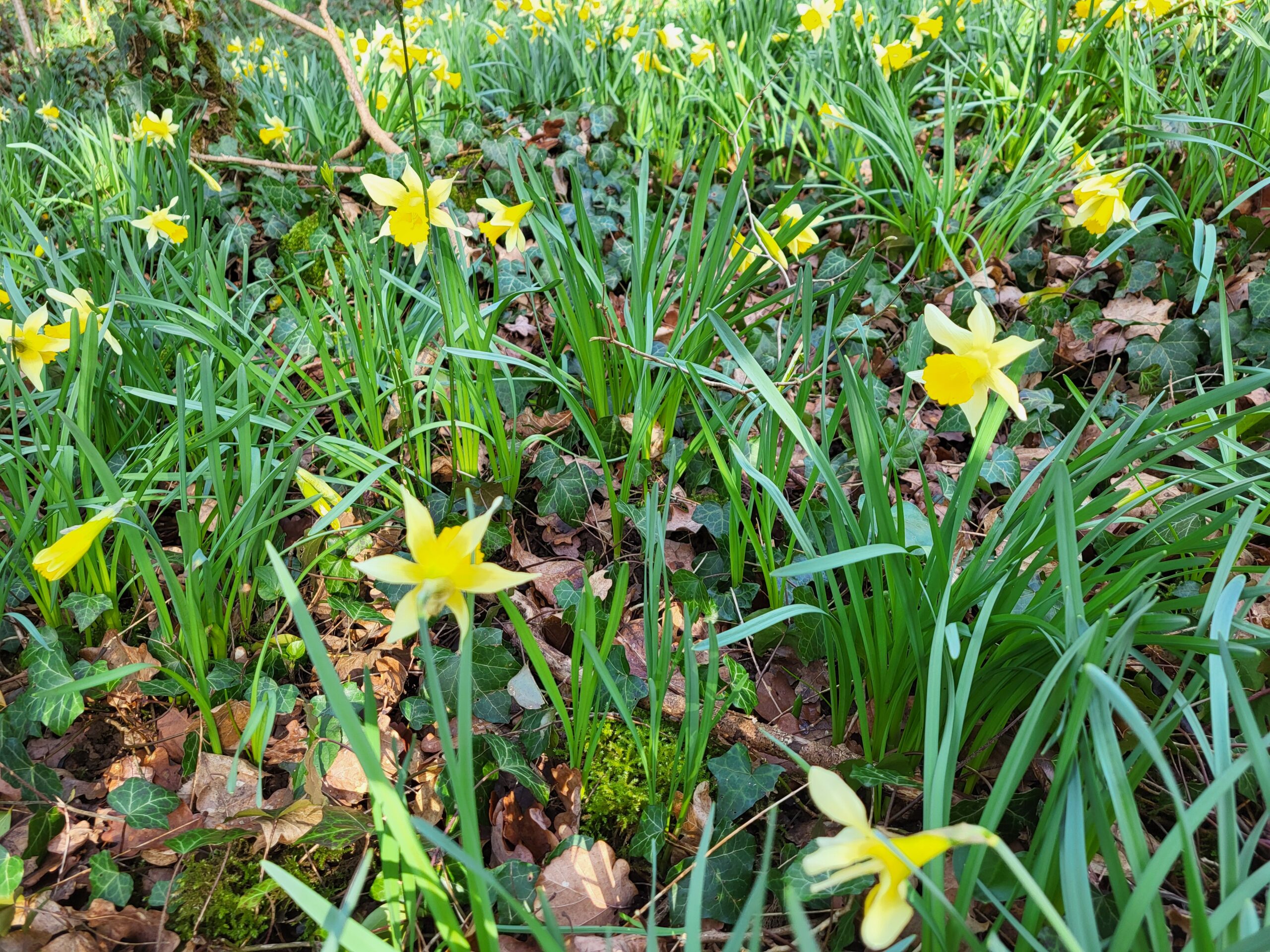 Où voir les premières fleurs du printemps à Beauraing ? Nos plus belles balades nature